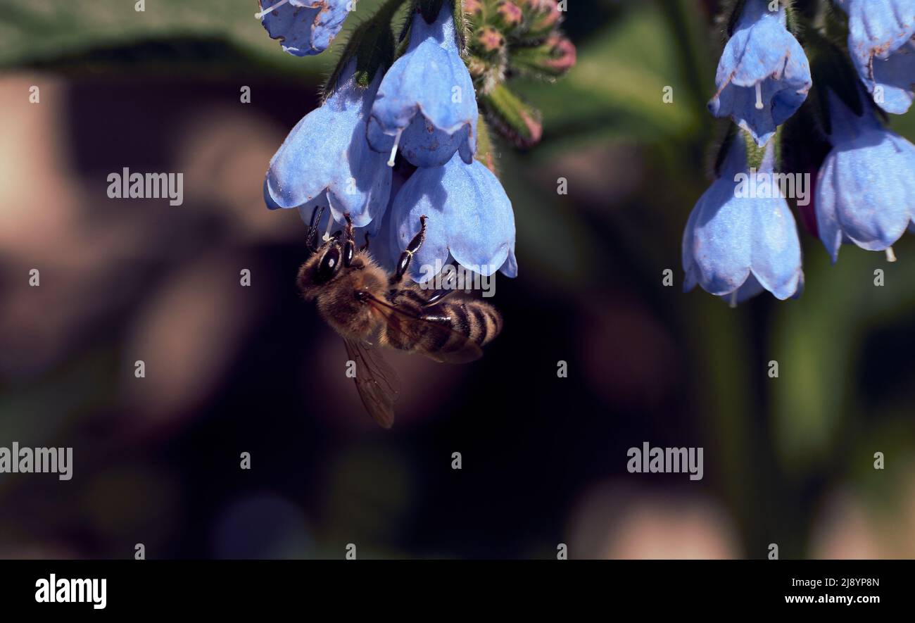 Gros plan une abeille perchée sur des fleurs comfrey avec un arrière-plan flou Banque D'Images