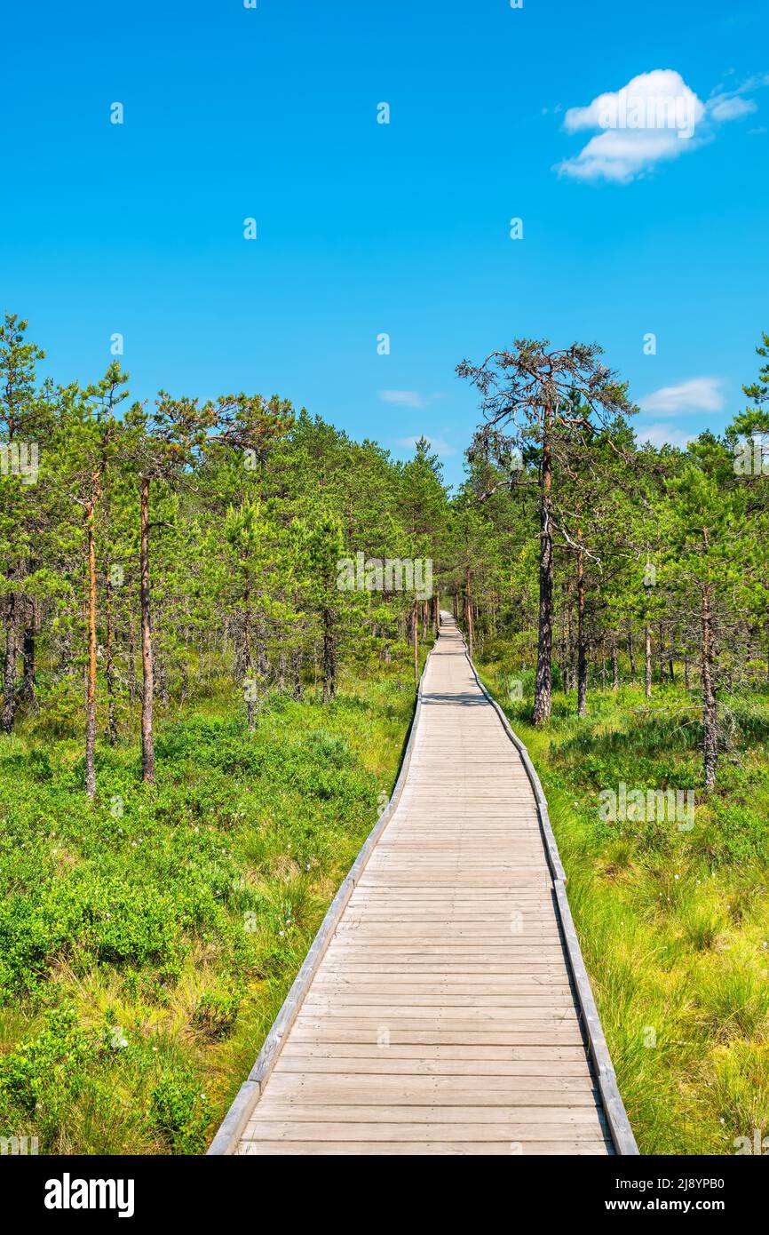 Paysage naturel de Viru Bog (Viru raba) avec promenade en bois. Parc national de Lahemaa, Estonie Banque D'Images