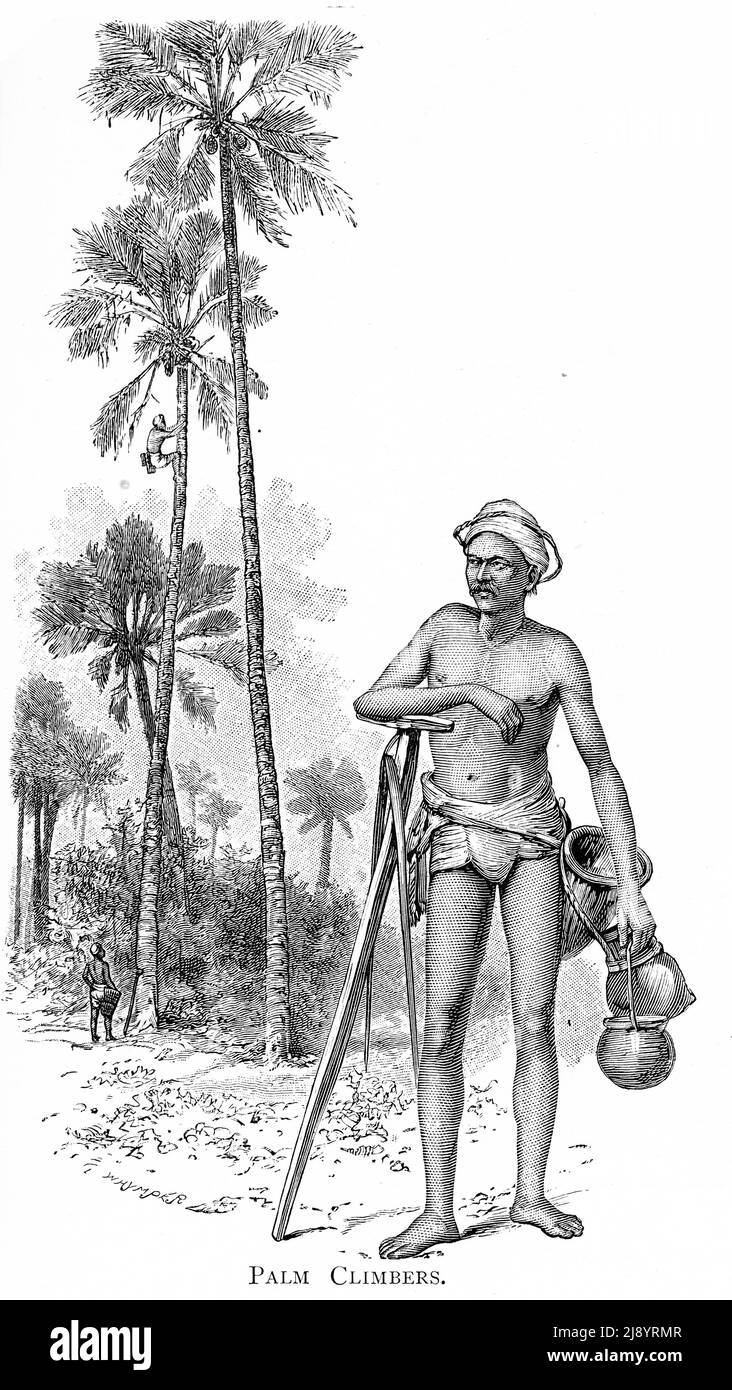 Gravure d'un grimpeur de palmier d'Inde, vers 1880 Banque D'Images Gravure d'un grimpeur de palmier d'Inde, vers 1880 Banque D'Images