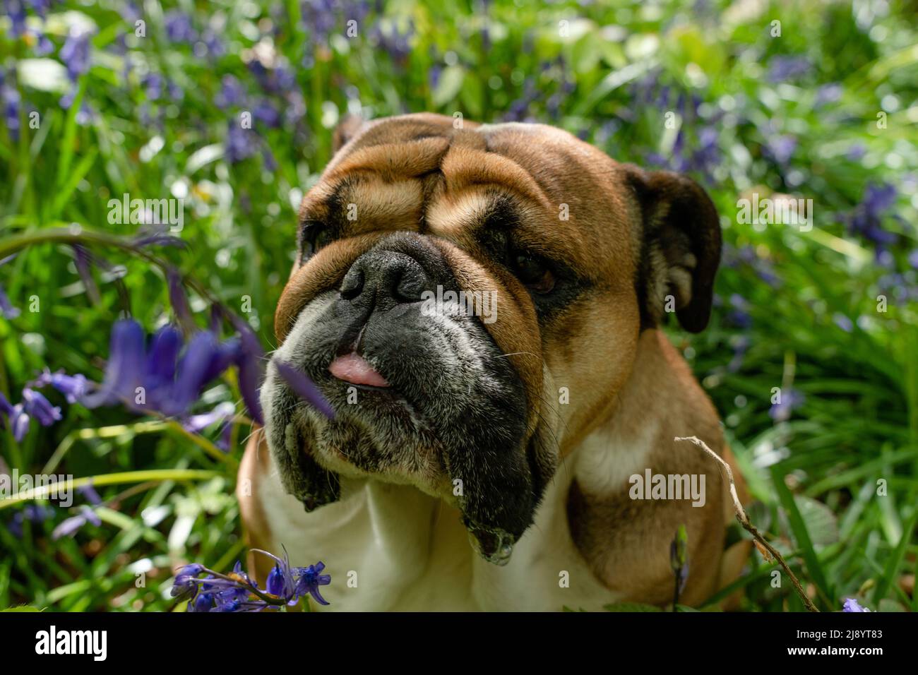 Chien rouge anglais/britannique Bulldog regardant vers le haut, léchant sa langue et assis dans les cloches le printemps chaud jour ensoleillé Banque D'Images