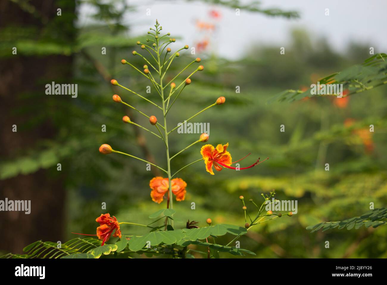 Photos de belles fleurs rouges. Banque D'Images