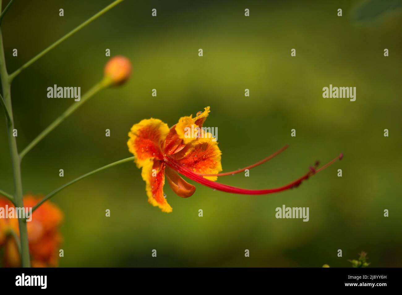 Photos de belles fleurs rouges. Banque D'Images