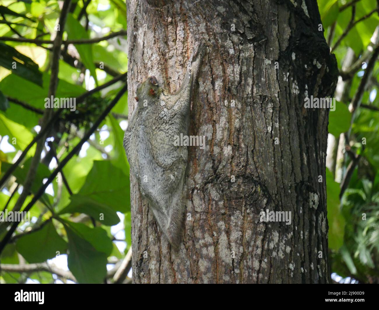 Colugo Animal également connu sous le nom de lémure volante de Sunda ou de lémure volante de Sunda ou de Mayan Banque D'Images