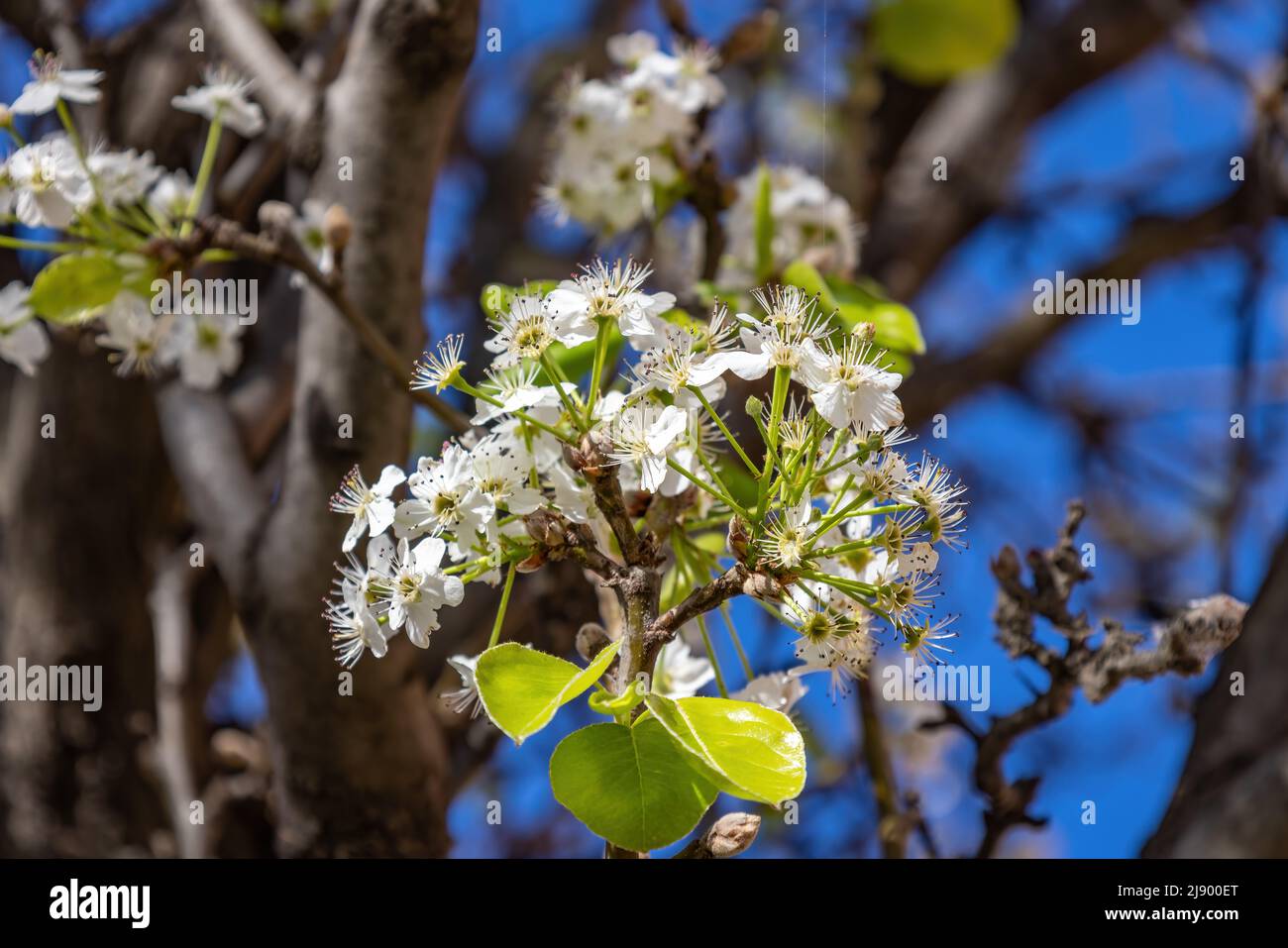 Pyrus calleryana Decne, ou la Callery Pear, est une espèce de poire originaire de Chine et du Vietnam, de la famille des Rosaceae. Banque D'Images