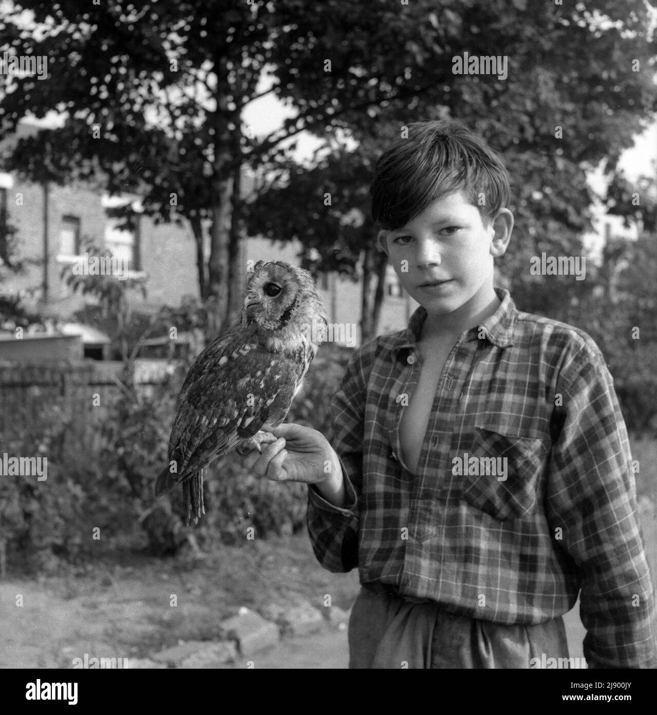 1960s, historique, à l'extérieur, un jeune adolescent avec sa chouette, une chouette tawny assise sur sa main, Stockport, Manchester, Angleterre, Royaume-Uni. Originaire des bois de Grande-Bretagne, mais également vu dans les parcs de banlieue et même le jardin avec des arbres matures, comme c'est une créature nocturne, il est rarement vu pendant la journée Banque D'Images