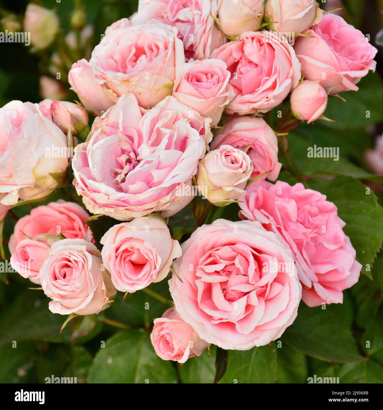 Rosas de color rosa en un rosal en un jardín en primavera Banque D'Images