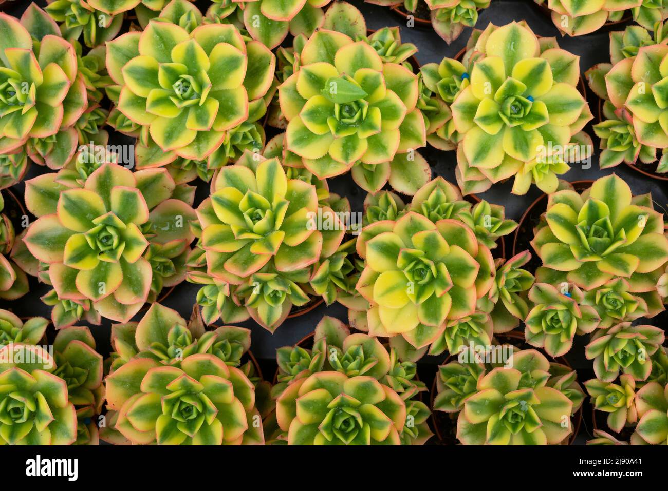 Vue en grand angle de l'aéonium résinii Pinwheel Aeonium sur le marché Banque D'Images