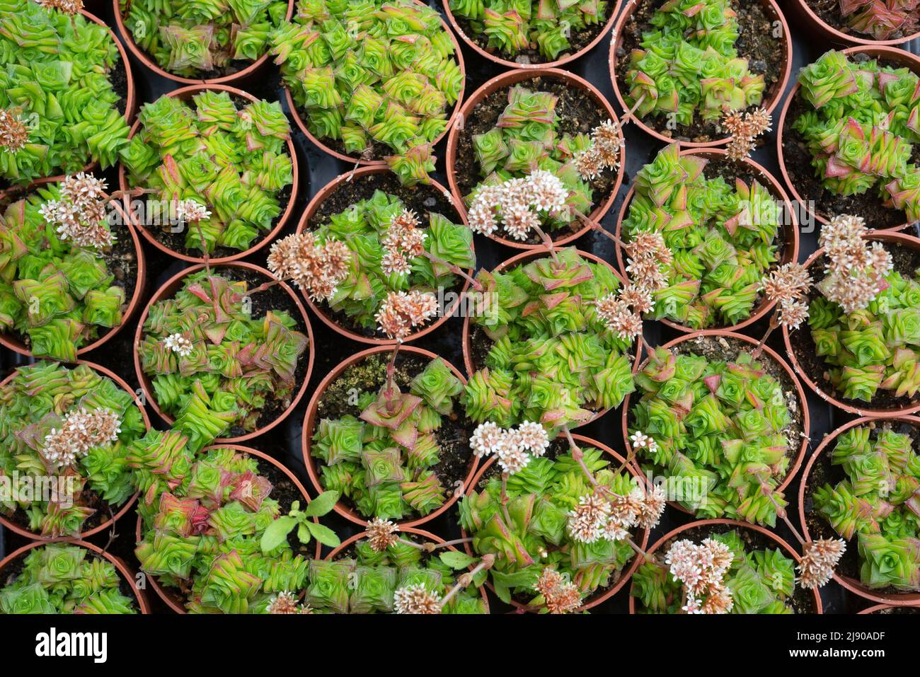 Vue en grand angle de Potted Crassula Capitella dans le marché Banque D'Images Vue en grand angle de Potted Crassula Capitella dans le marché Banque D'Images
