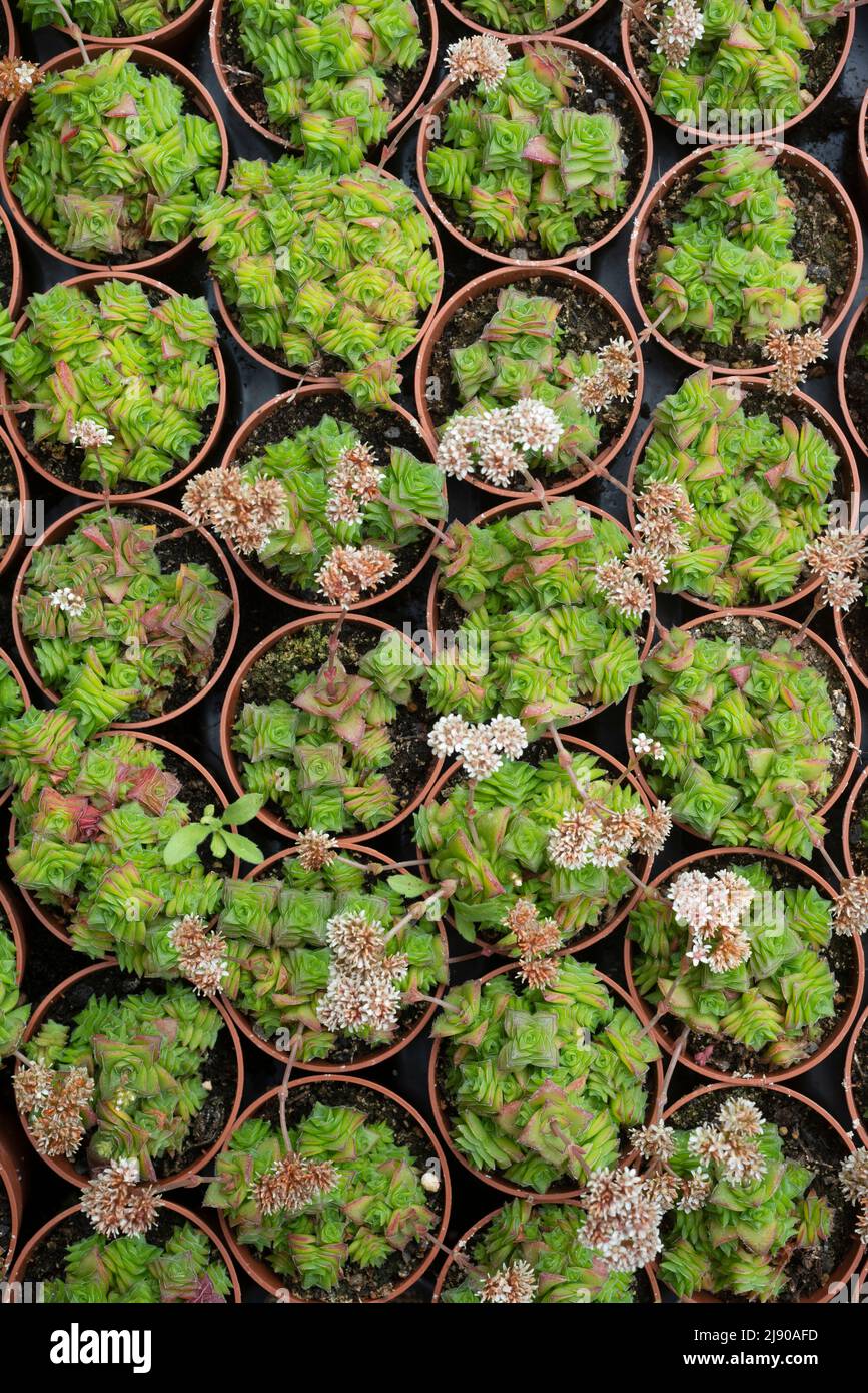 Vue en grand angle de Potted Crassula Capitella dans le marché Banque D'Images Vue en grand angle de Potted Crassula Capitella dans le marché Banque D'Images