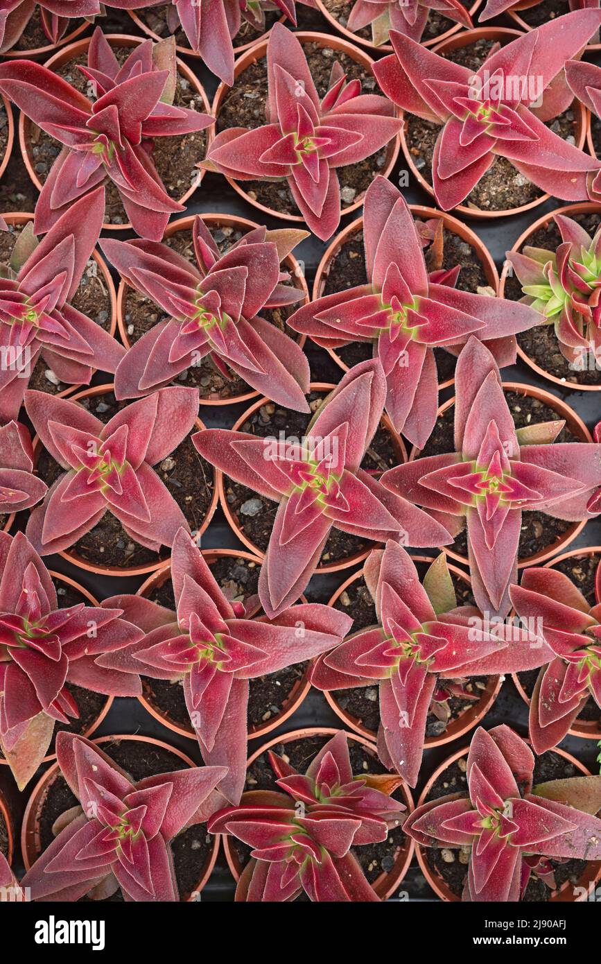Vue en grand angle de Potted Crassula Capitella dans le marché Banque D'Images Vue en grand angle de Potted Crassula Capitella dans le marché Banque D'Images