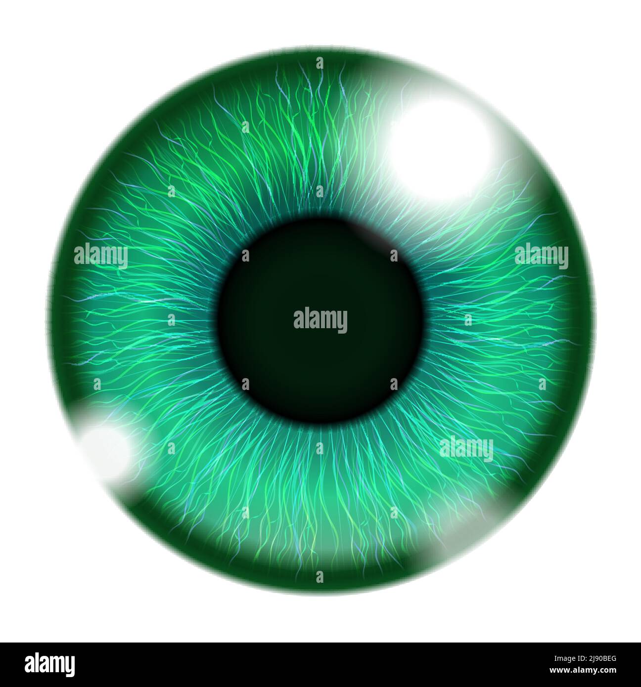 Vecteur œil vert humain isolé sur blanc. Opacité EPS10. EPS modifiable, rendu au format JPG et PSD en couches Illustration de Vecteur