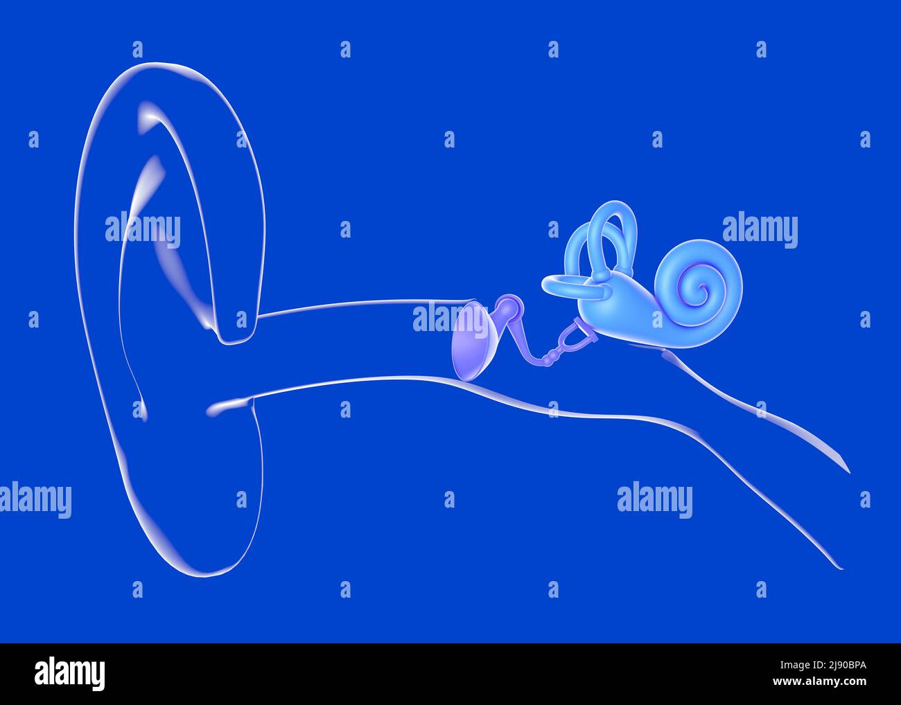 3d illustration de l'anatomie de l'oreille interne transparente et en verre. Représentation graphique de l'intérieur et de l'oreille sur fond bleu. Banque D'Images
