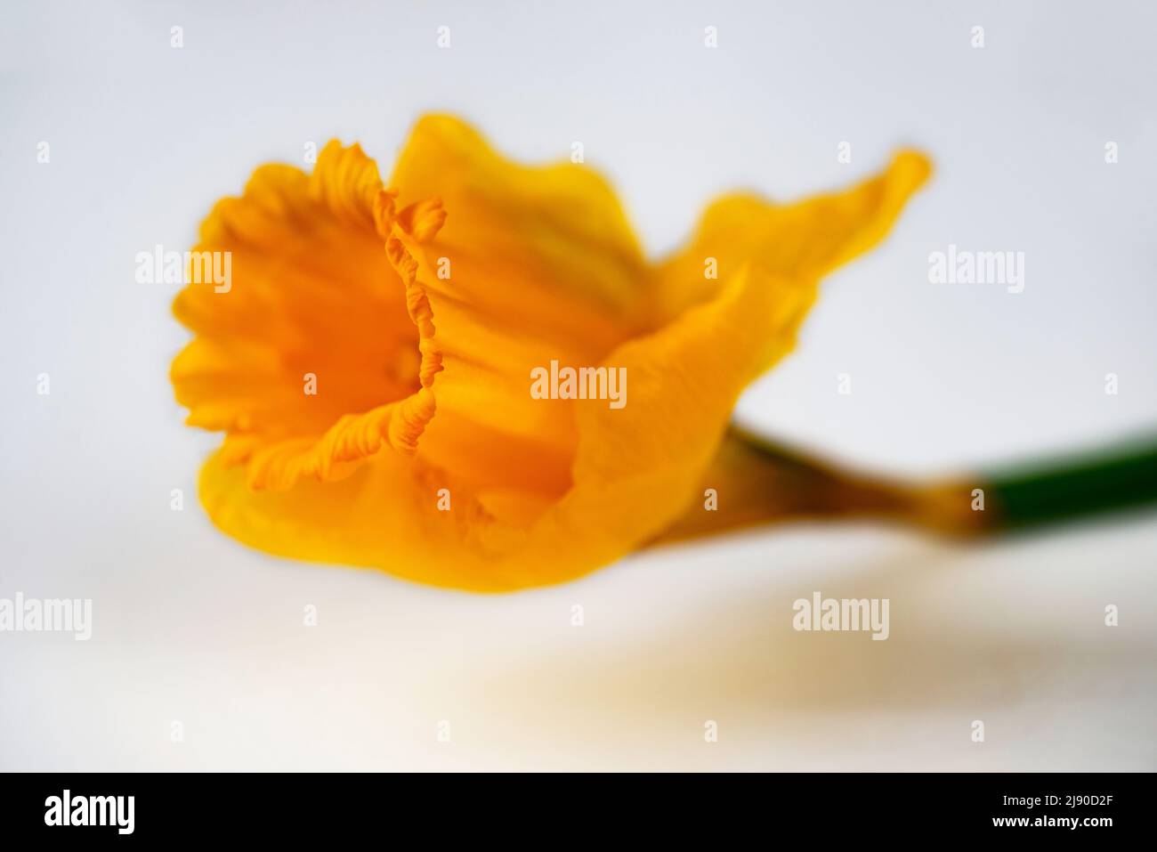 Fleur de narcisse jaune en fleur (jonquille), printemps, gros plan sur fond blanc. Banque D'Images