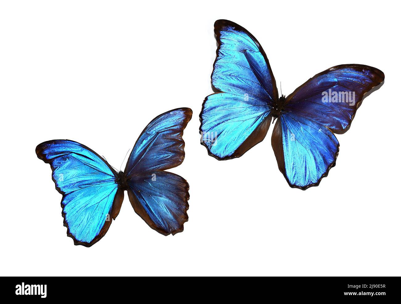 Morpho anaxibia et papillon Papilio galius sur fond blanc Banque D'Images