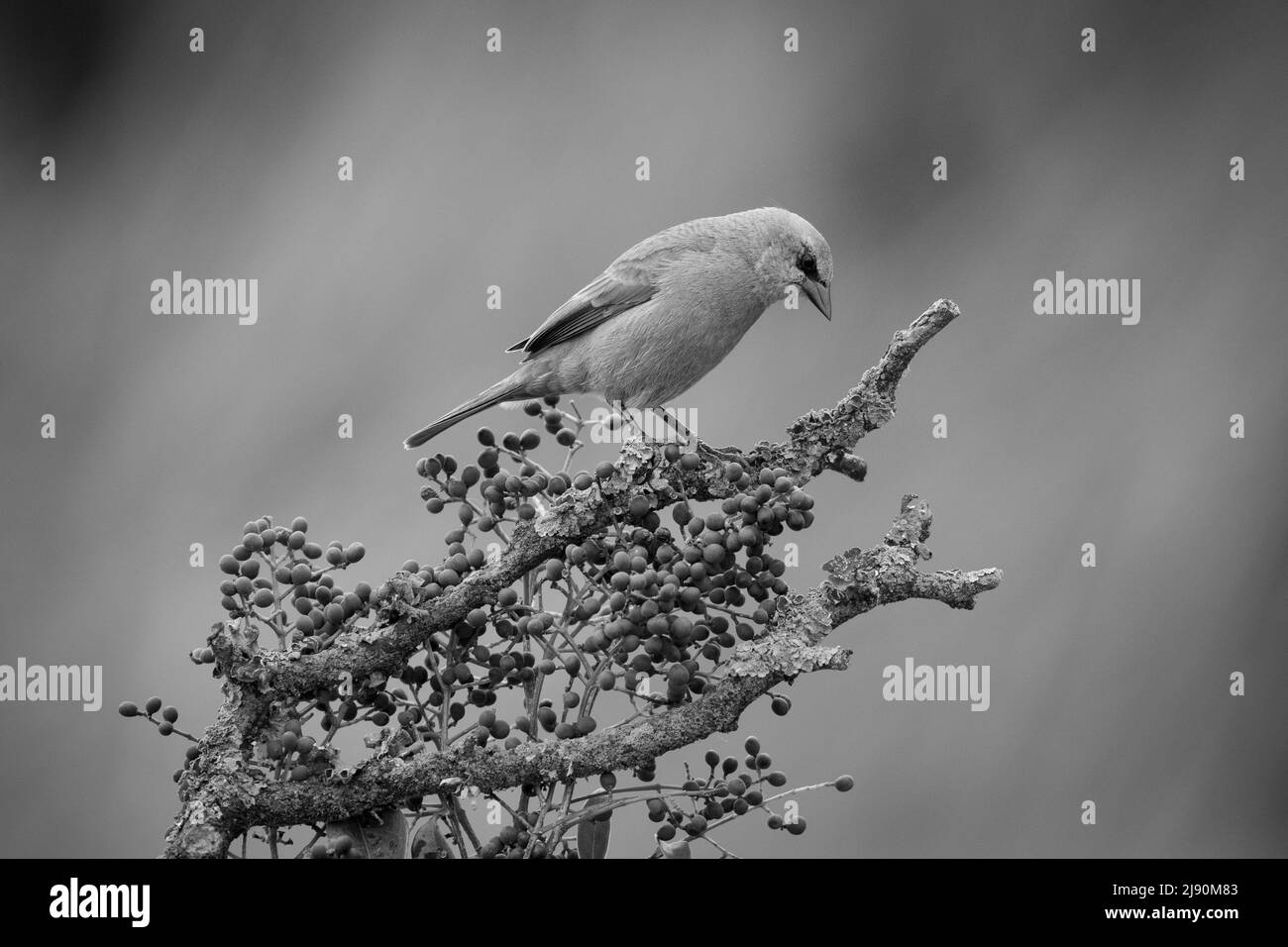 Cowbird ailé de baie, Agelaioides badius, forêt de Calden, la Pampa, Argentine Banque D'Images