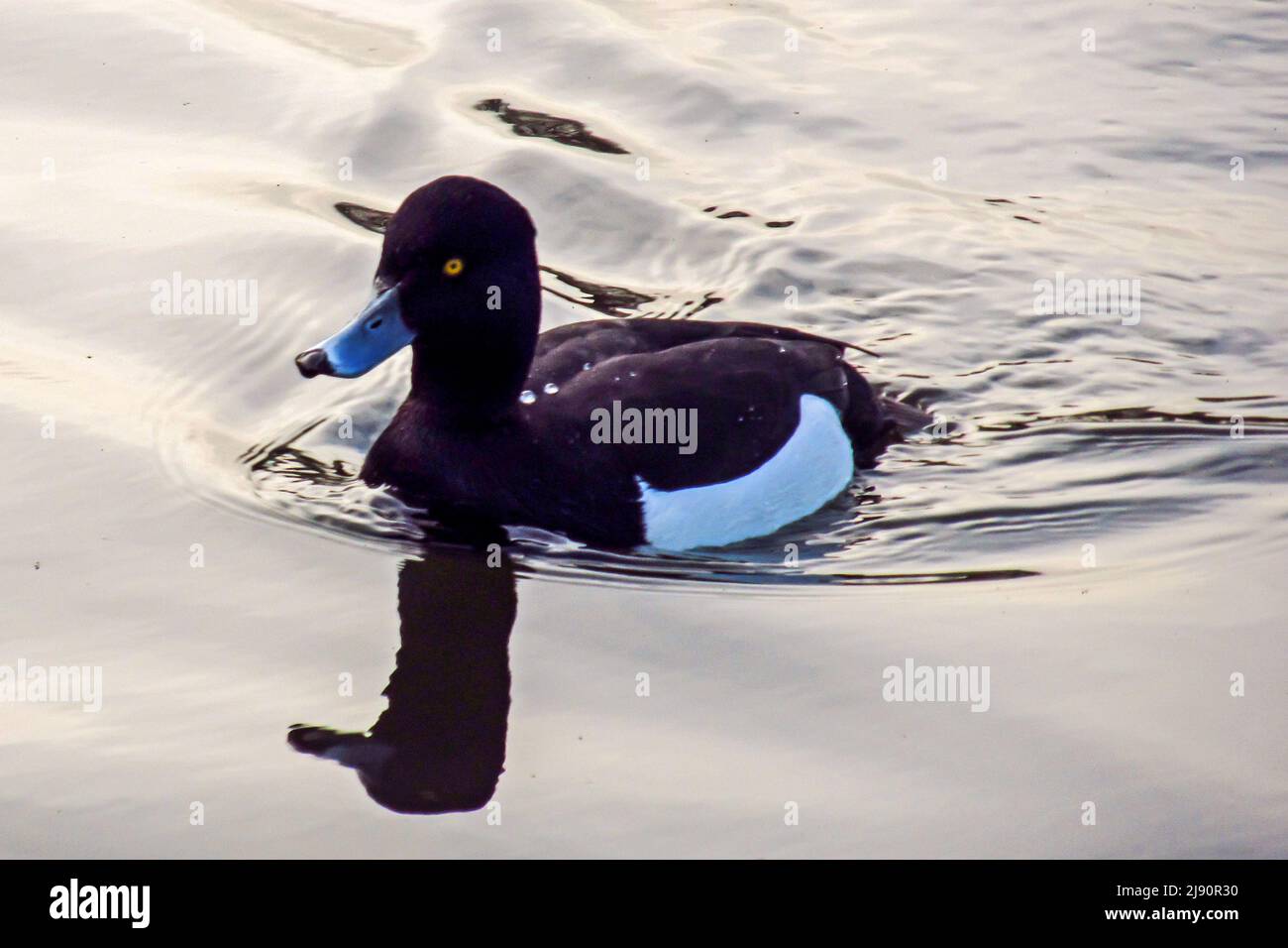 Un canard touffeté mâle, Aythya Fuligula, avec des gouttes d'eau sur son dos, nageant sur un lac de palourdes dans le sud de l'Angleterre, au crépuscule Banque D'Images