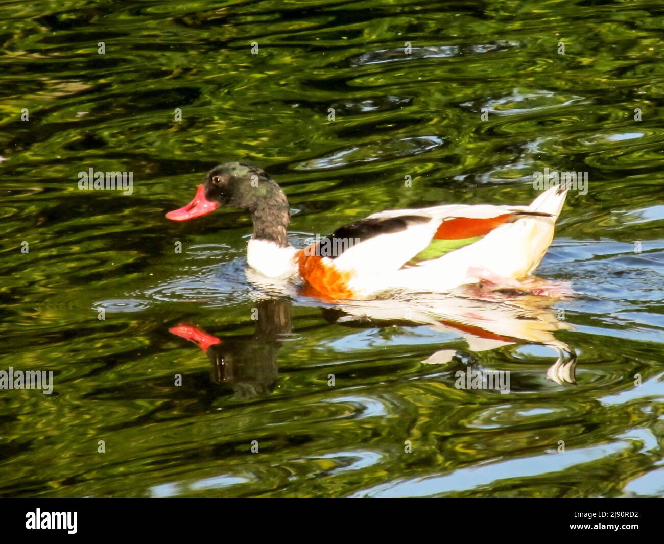 Un mâle de refuge commun, la tardone, avec son reflet, nageant sur un lac dans le sud de l'Angleterre Banque D'Images