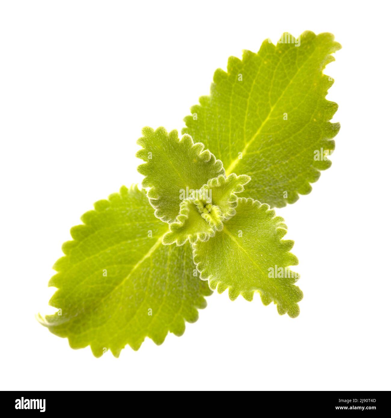 Coleus amboinicus, origan cubain isolé sur fond blanc Banque D'Images