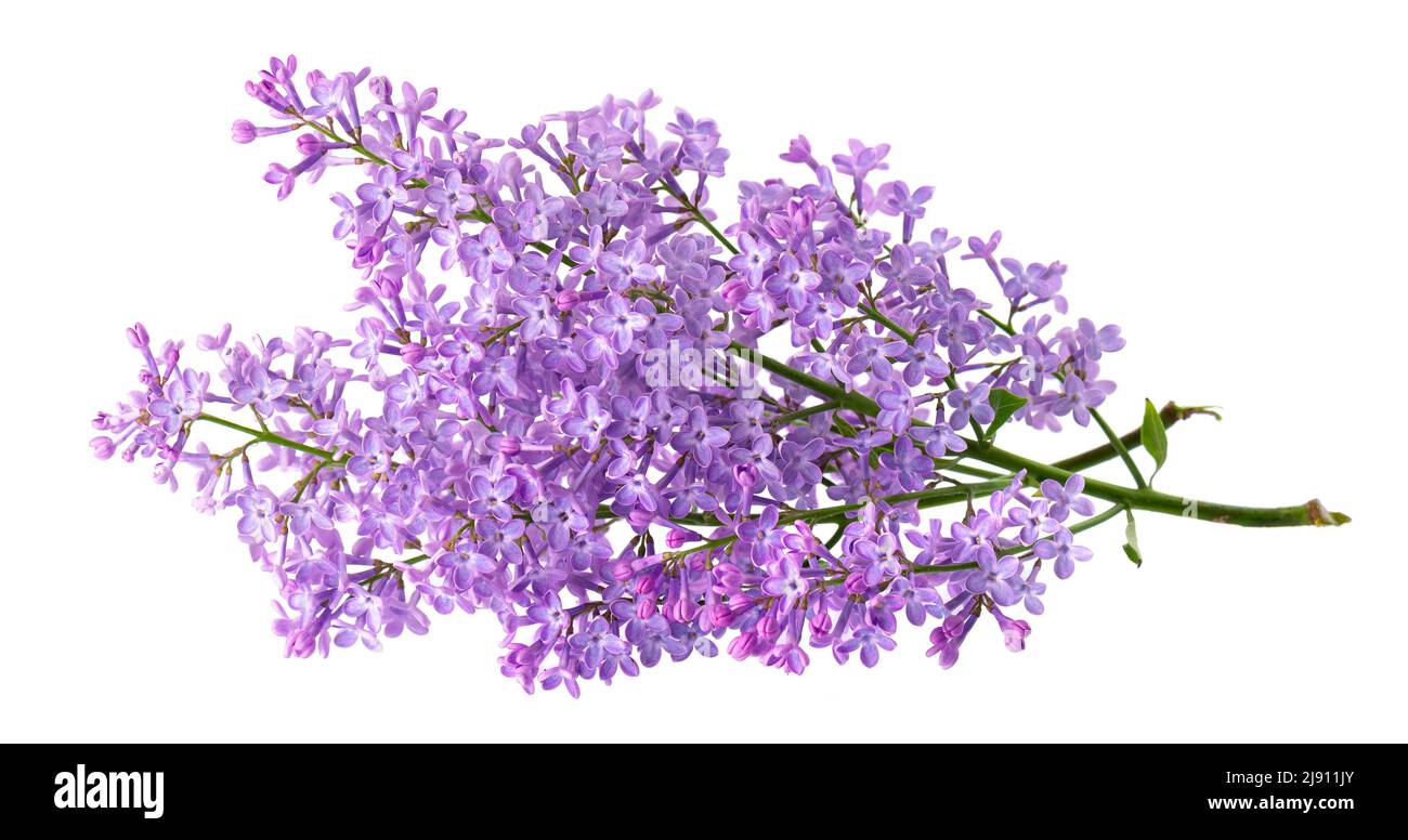 Fleurs lilas isolées sur fond blanc. Masque. Fleur de Syringa vulgaris Banque D'Images