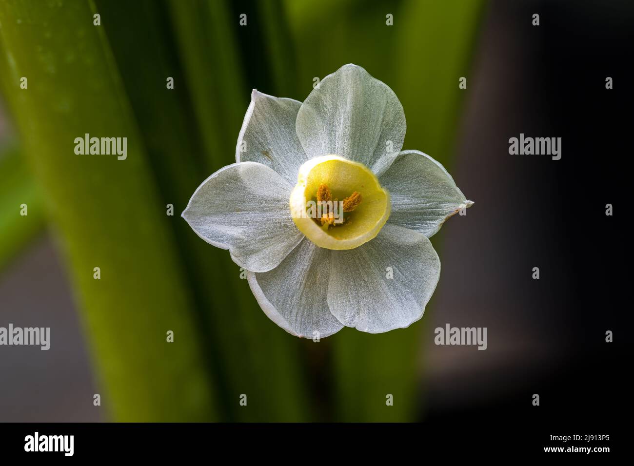 Fleur de blanc-papier (Narcissus papyraceus) plante Banque D'Images