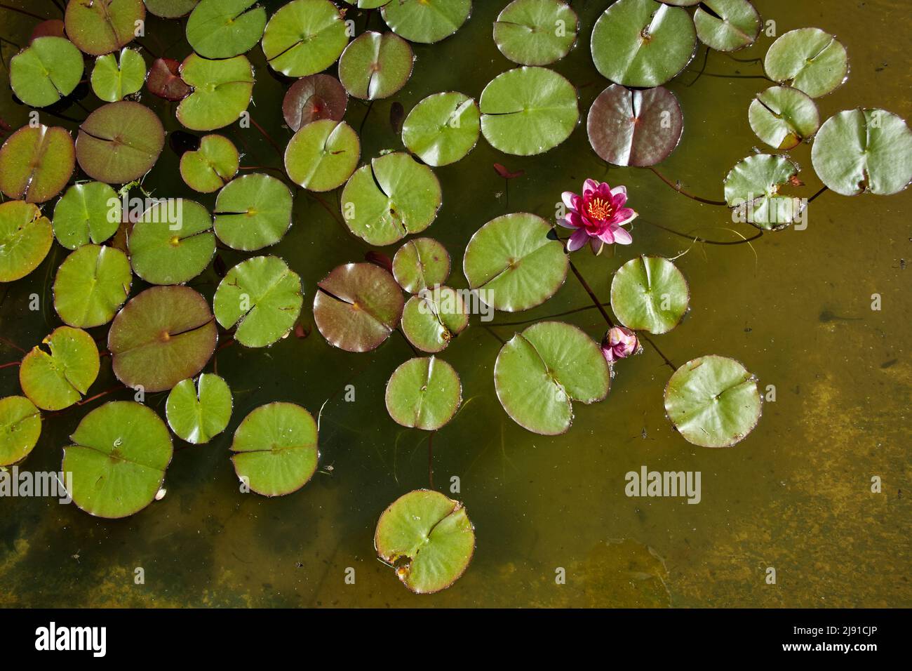 Le lis d'eau mauve fleurit avec ses feuilles rondes dans un petit étang. Photographie horizontale. Banque D'Images