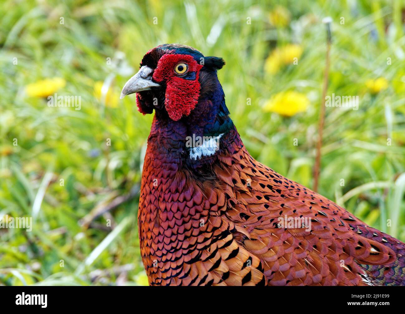 Faisan mâle en gros plan montrant le plumage du cou. Les faisans sont une espèce d'oiseau de chasse introduite commune en Angleterre. Banque D'Images