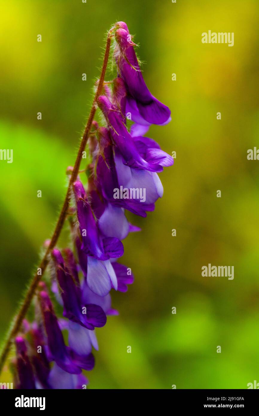 Fleurs d'hiver, Vicia villosa Banque D'Images