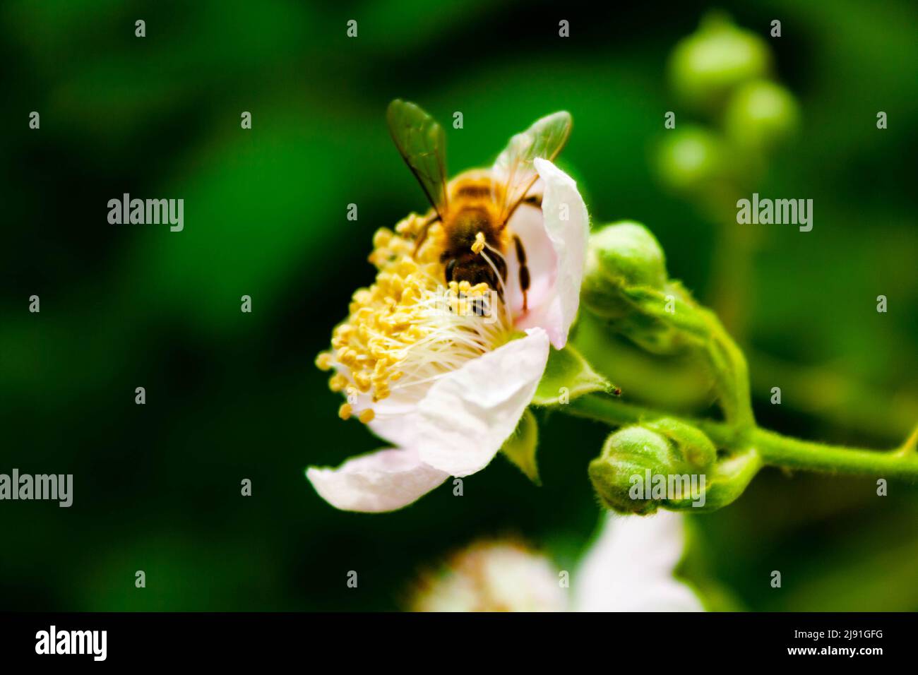 Une abeille dans une fleur de blackberry Banque D'Images