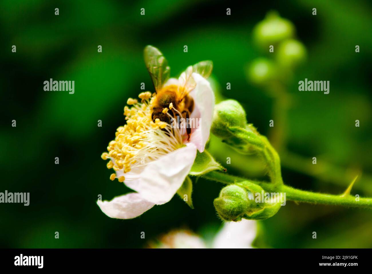 Une abeille dans une fleur de blackberry Banque D'Images