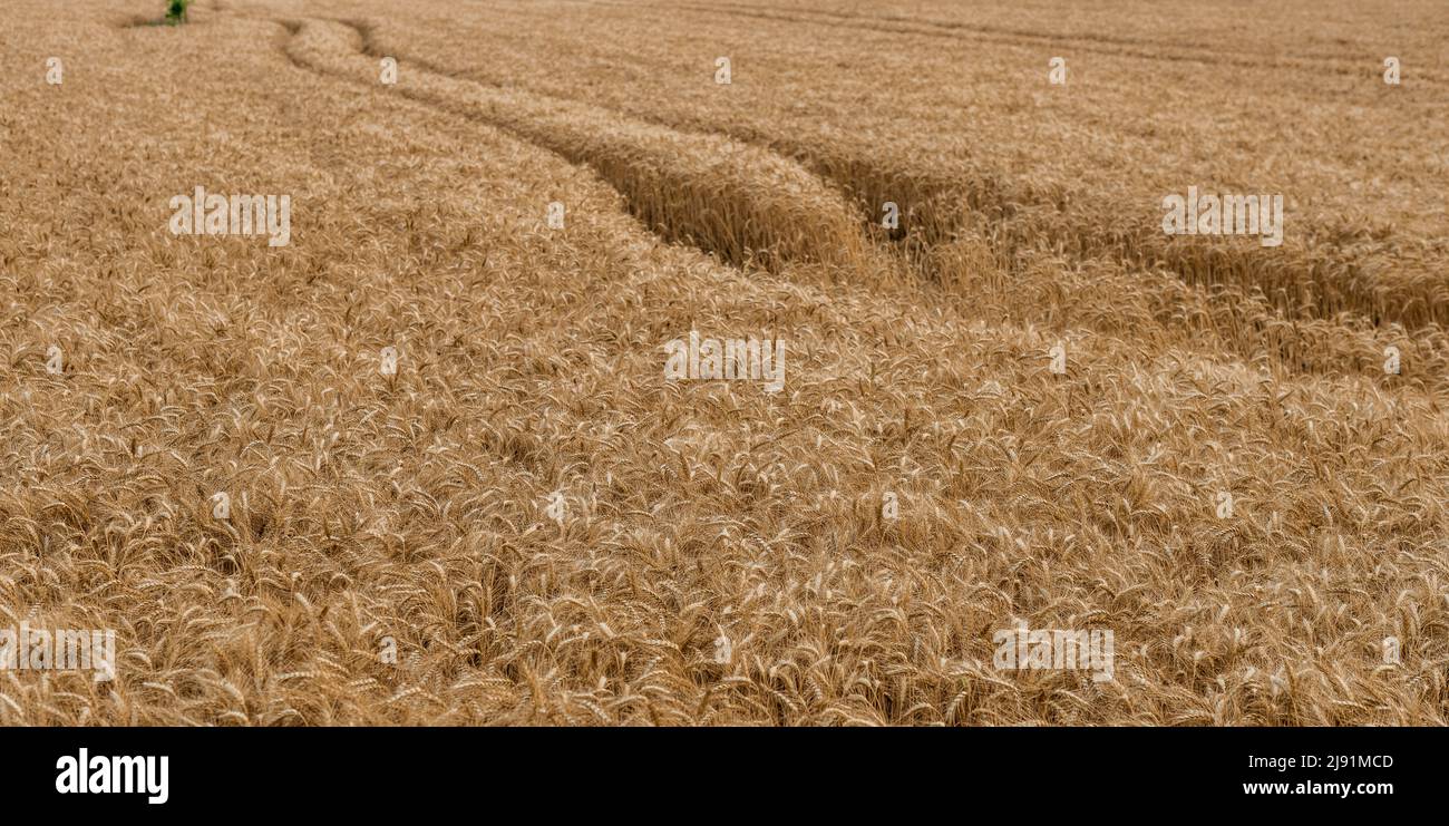 Toile de fond des épis de mûrissement du champ de blé jaune.concept de récolte riche. Champ de blé avec épis de blé doré gros plan. Belle agricole Banque D'Images