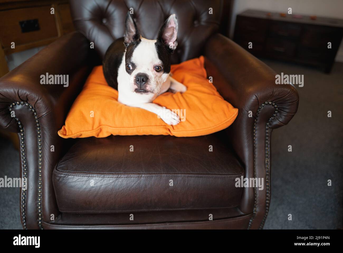 Le jeune Boston Terrier est couché sur un coussin orange au-dessus d'une  chaise en cuir marron de style vintage Photo Stock - Alamy