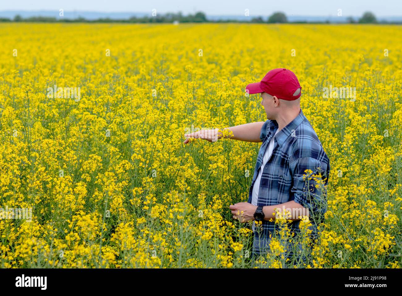 Agriculteur ou agronome vérifiant le mûrissement de la récolte de colza oléagineux. Estimation du rendement du colza canola à la fin du printemps. Gros plan. Banque D'Images