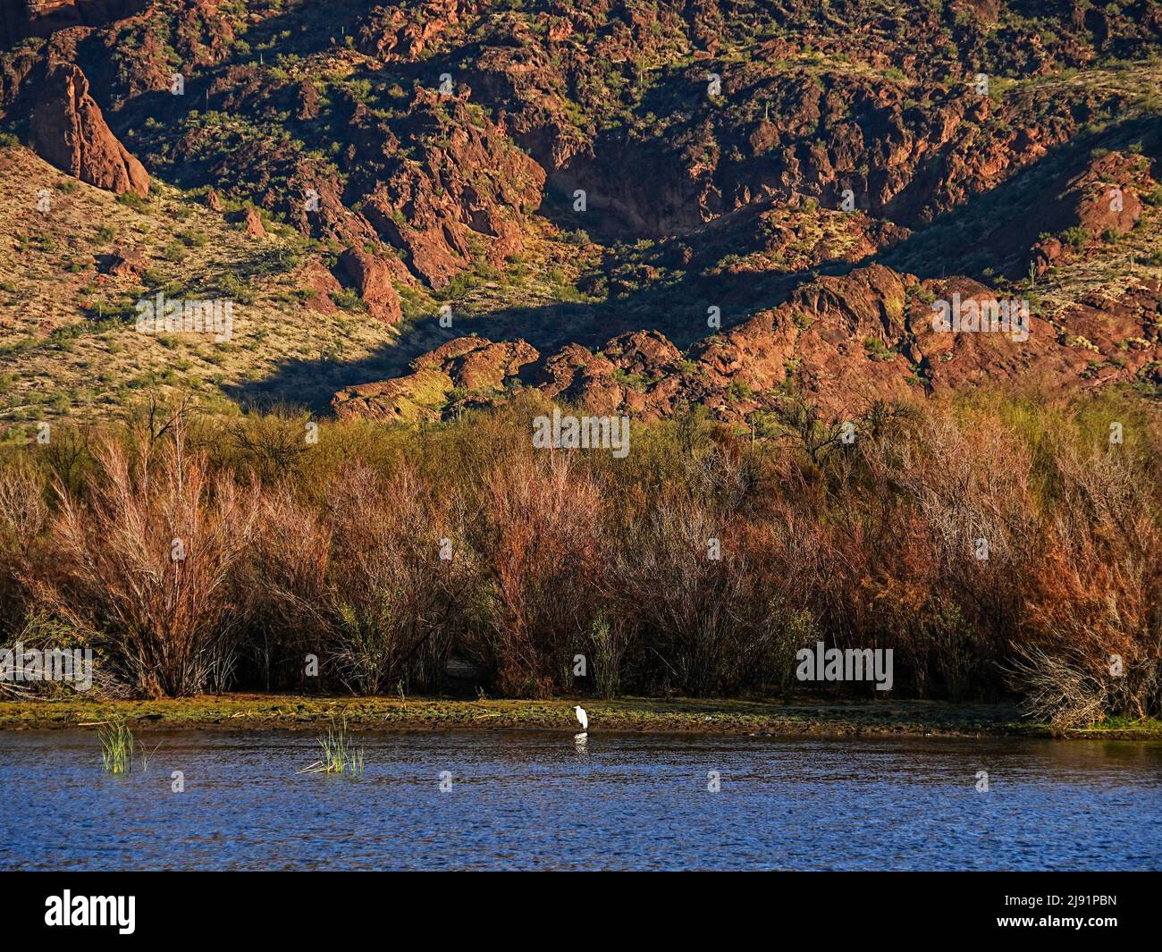 Red Mountain, à Mesa, en Arizona, est entouré de divers buissons et arbres du désert qui peuplent les rives de la rivière Salt Banque D'Images