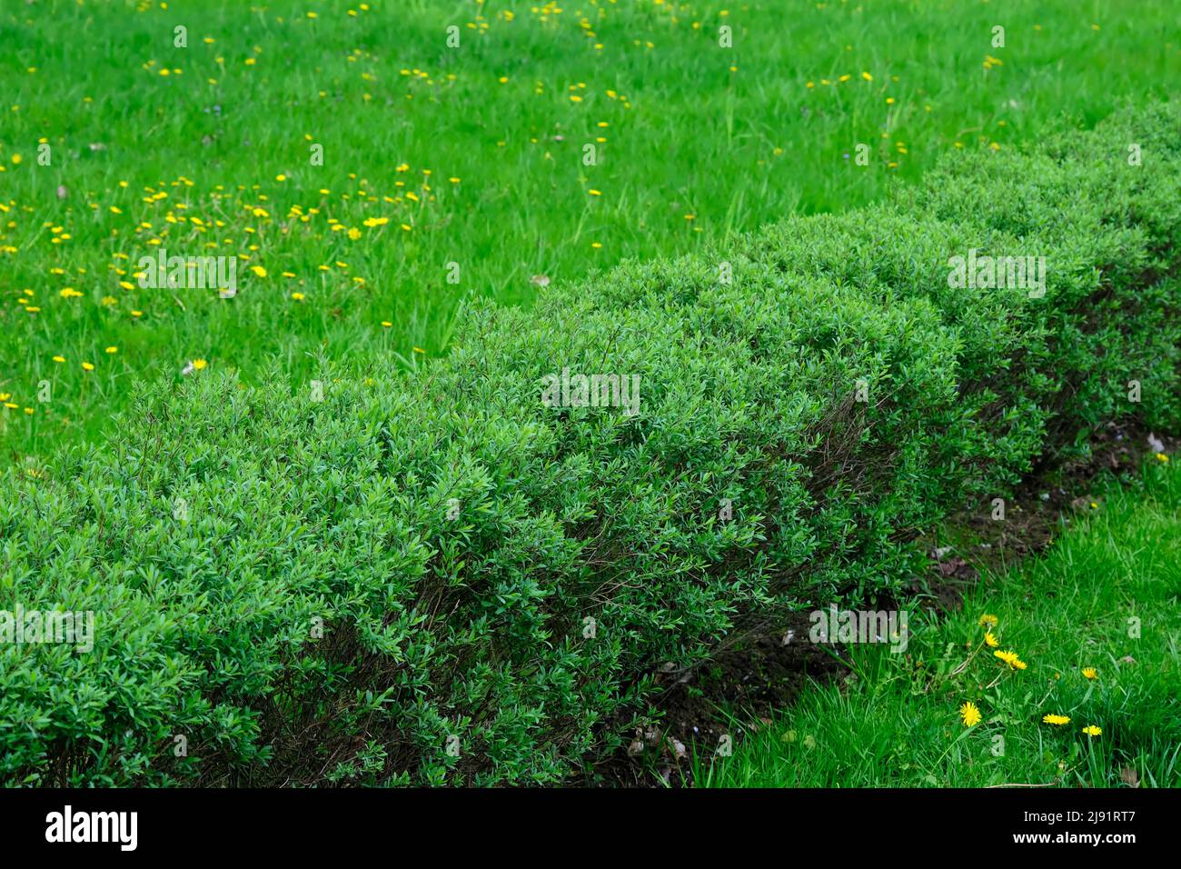 Jeunes buissons de ligustrum taillés dans le parc au printemps Banque D'Images