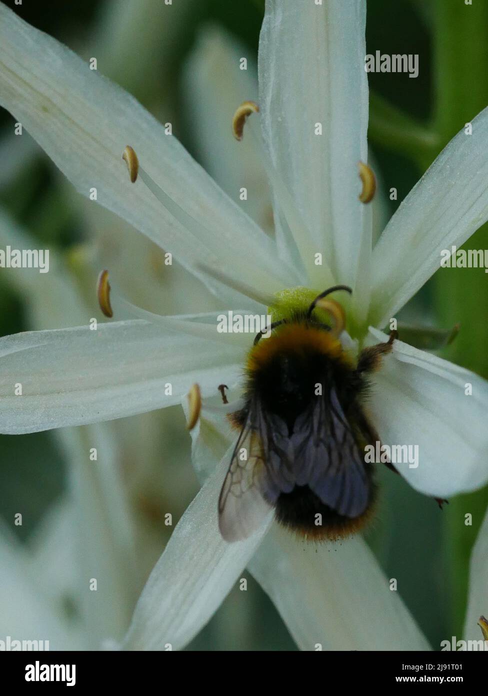 Bumblebee sur la fleur de camassia Banque D'Images