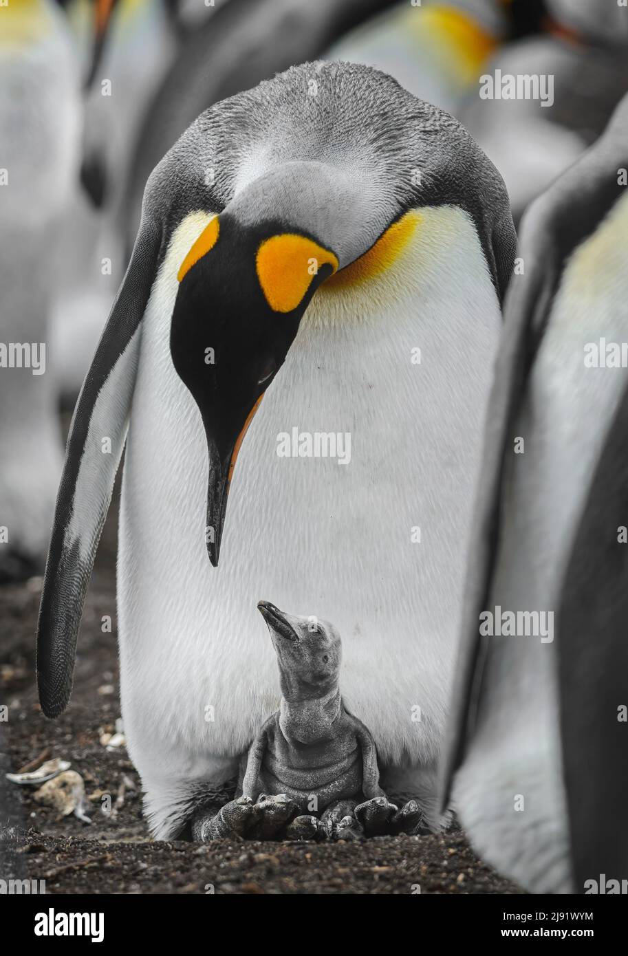 Les Manchots Cachent Une Image De Plage Plumes de bébé pingouin Banque de photographies et d'images à haute  résolution - Alamy