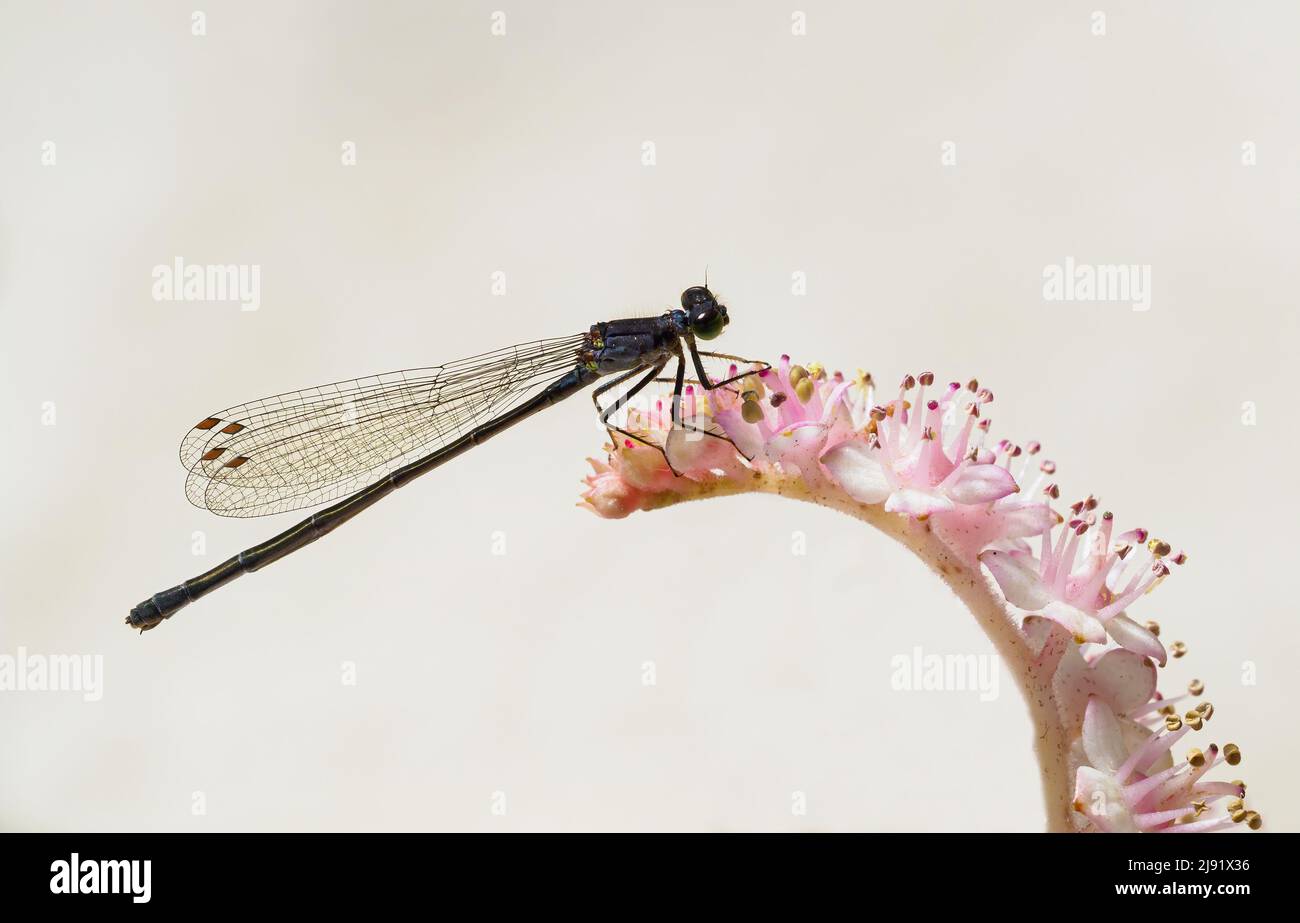 Mouche damselfly sur fleur rose, High Key Banque D'Images
