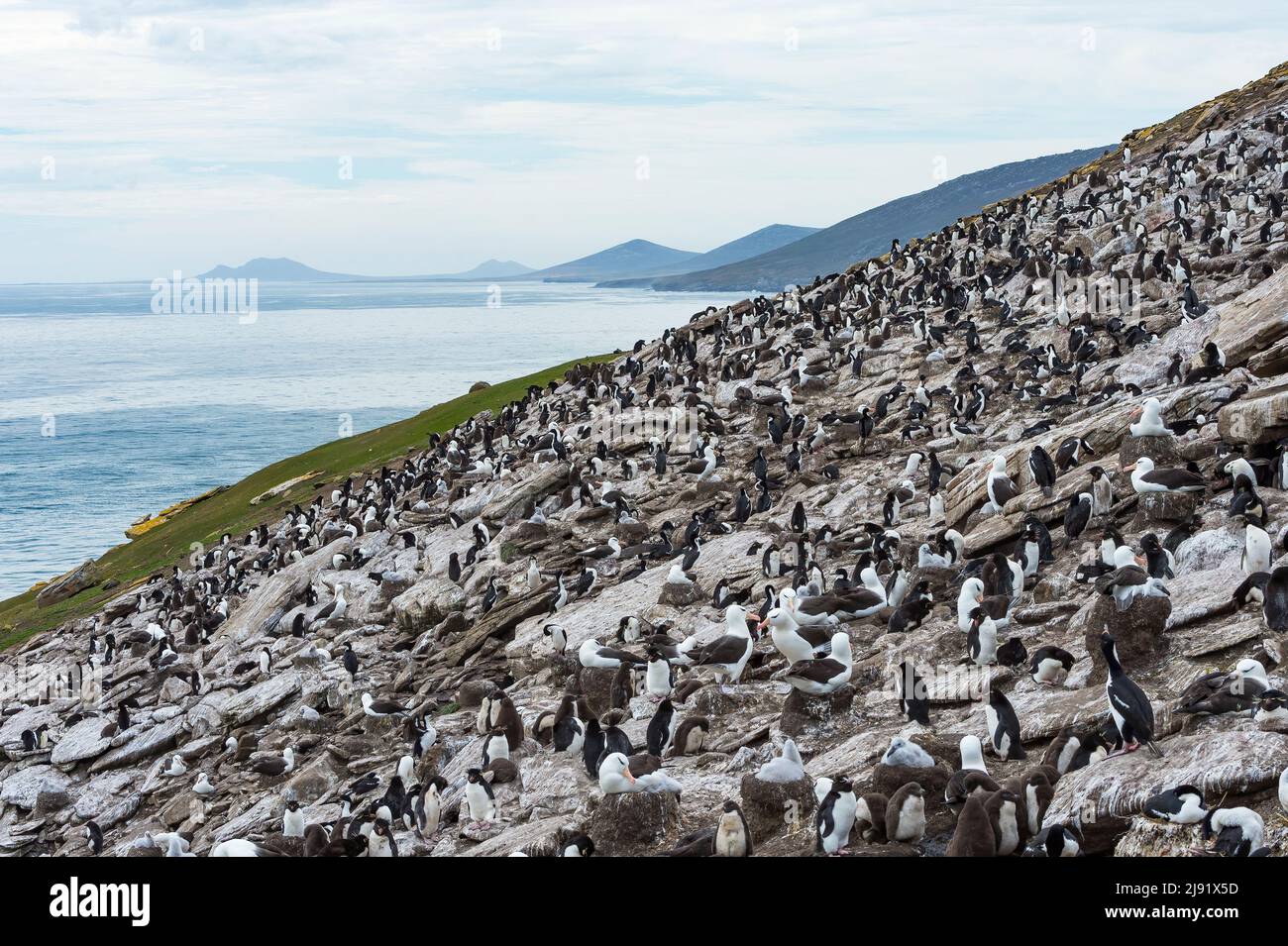 Pittoresque colonie de reproduction sur l'île de Saunders, Falklands Banque D'Images