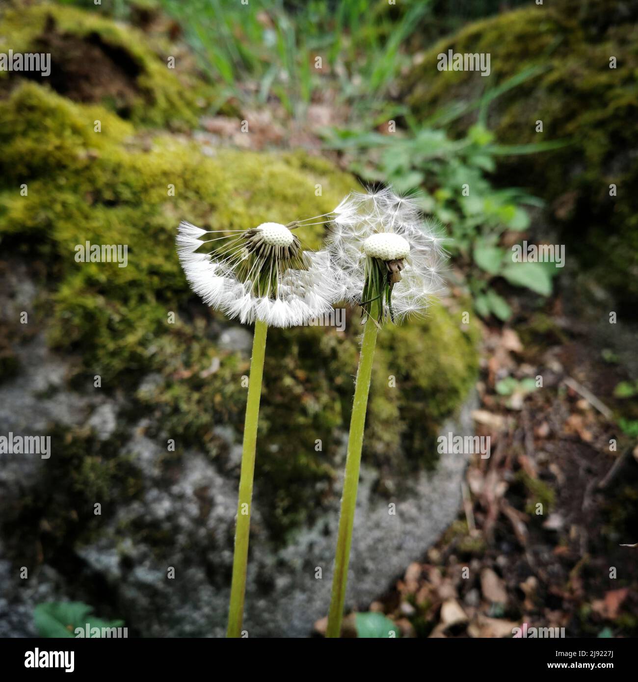 Fleurs de pissenlit, France Banque D'Images