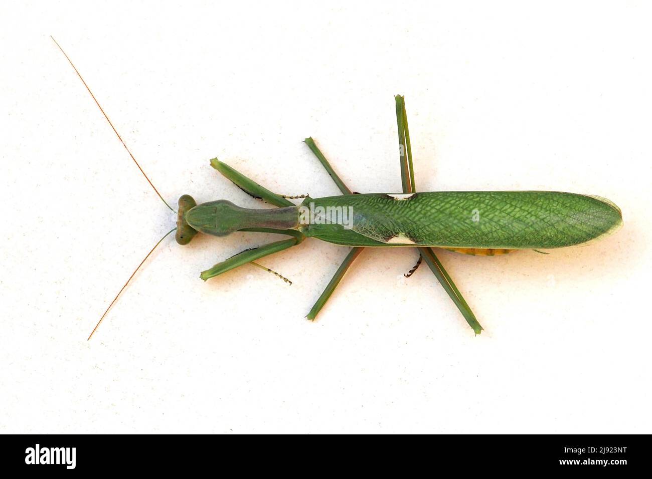 Mantis de buisson macronien (Sphodrommantis viridis) Banque D'Images