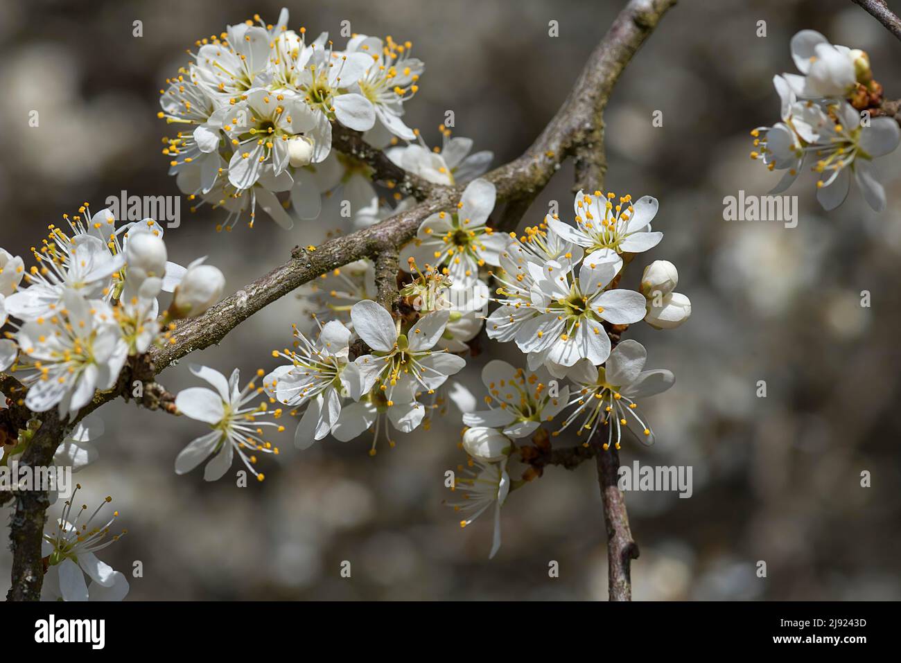 Fleurs de la prunienne mexicaine (Prunus Mexicana), Bavière, Allemagne Banque D'Images
