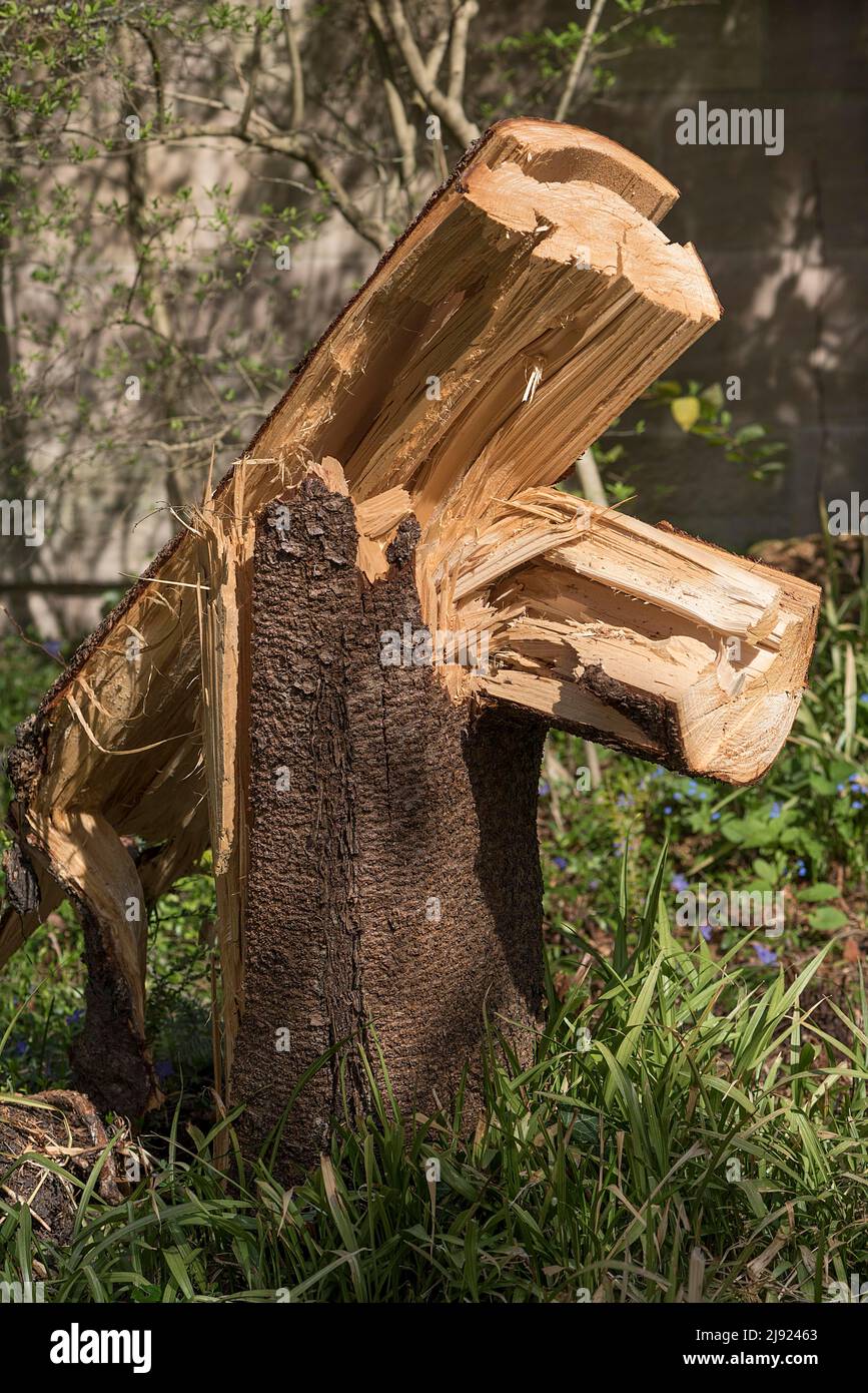 Tronc d'arbre brisé après rupture de vent, Erlangen, moyenne-Franconie, Bavière, Allemagne Banque D'Images