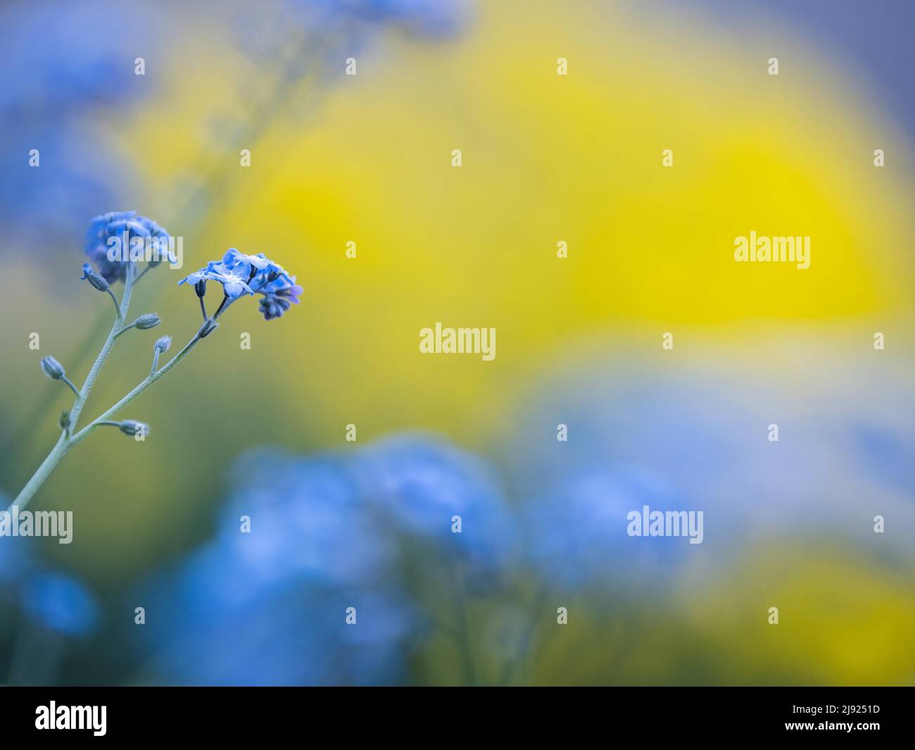Bois Forget-Me-Not (Myosotis sylvatica), Leoben, Styrie, Autriche Banque D'Images