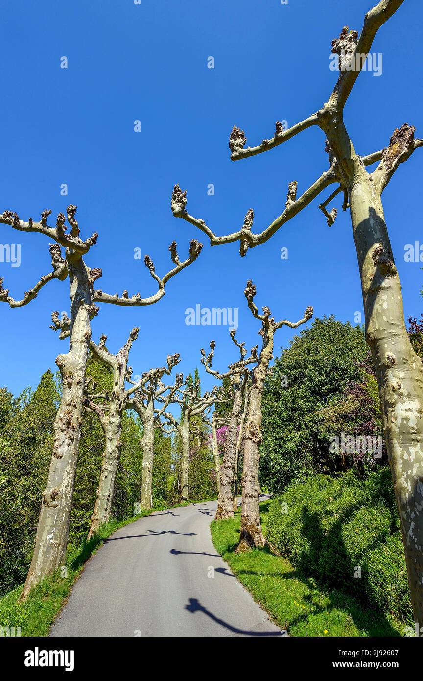 Avenue avec des platanes taillés (Platanus), île de Mainau, Lac de Constance, Bade-Wurtemberg, Allemagne Banque D'Images