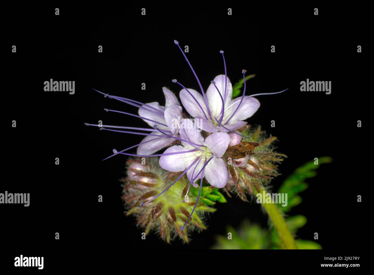 Lacy phacelia (Phacelia tanacetifolia), beauté tuftée, photographie en studio avec fond noir Banque D'Images