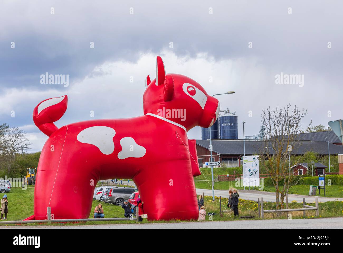 Belle vue sur le parking extérieur temporaire pour les événements. Énorme figurine de vache rouge ARLA en plastique gonflée. Suède. Uppsala. Banque D'Images