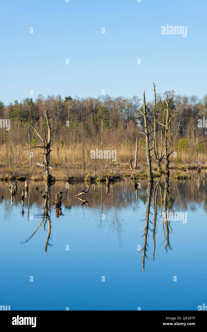 Arbres morts dans la mousse de Schwenninger, Villingen-Schwenningen, Forêt Noire-Baarkreis, Bade-Wuerttemberg Banque D'Images