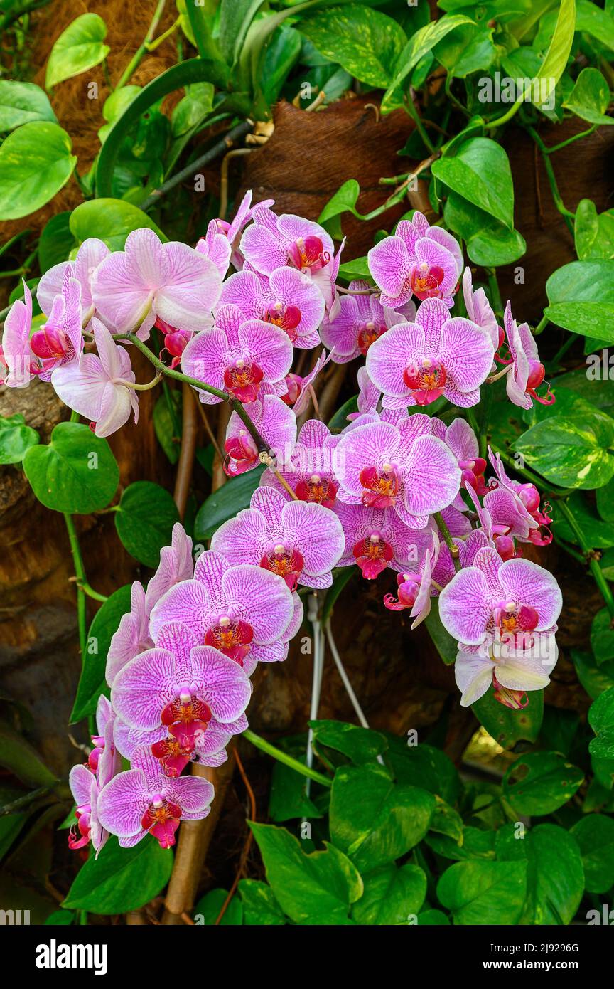 Orchidée (Phalaenopsis), Palm House, Orchid Show 2022, île Mainau, lac de Constance, Bade-Wurtemberg, Allemagne Banque D'Images
