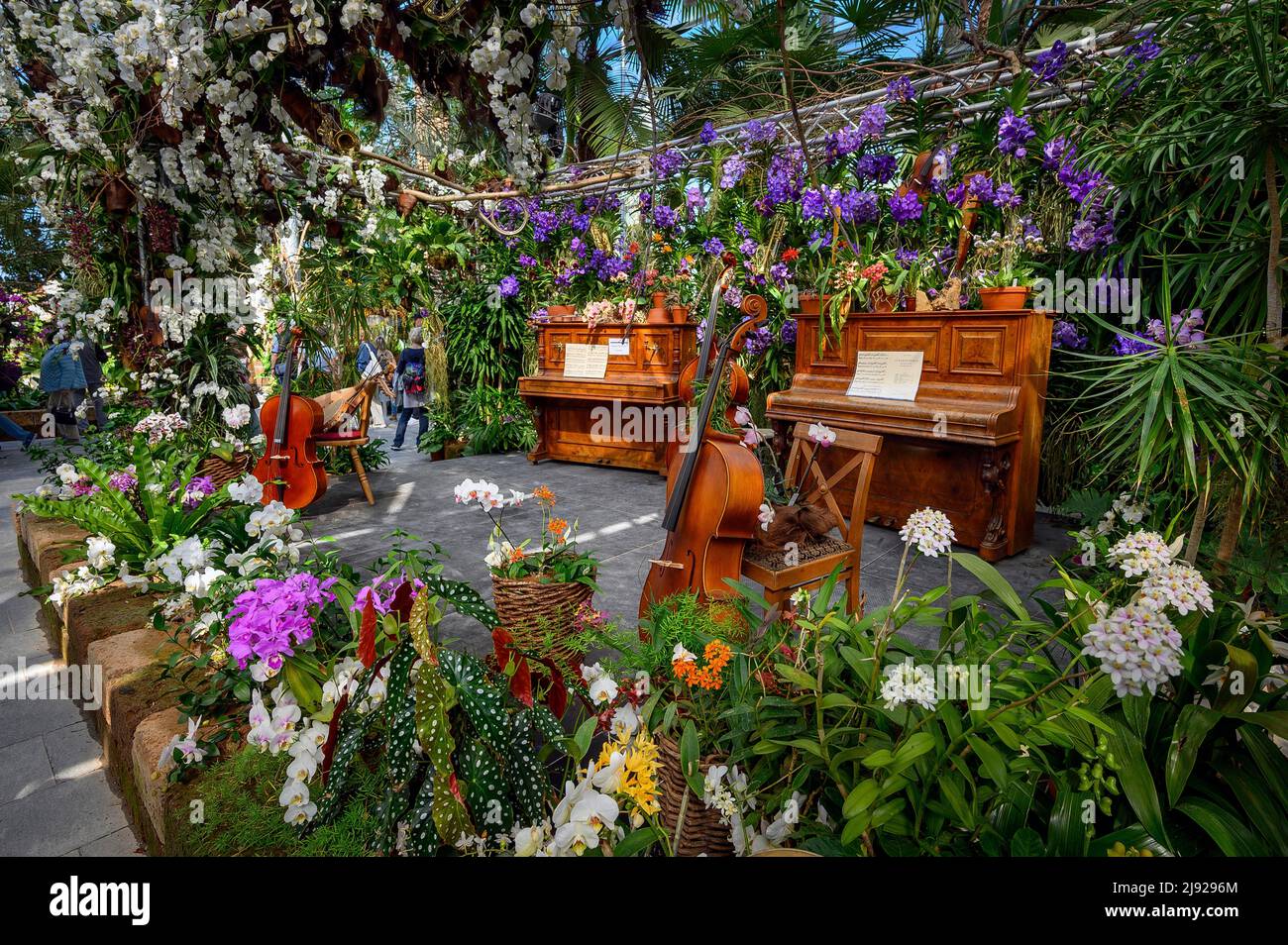 Palm House, Orchid Show 2022 avec des instruments de musique, île de Mainau, Lac de Constance, Bade-Wurtemberg, Allemagne Banque D'Images
