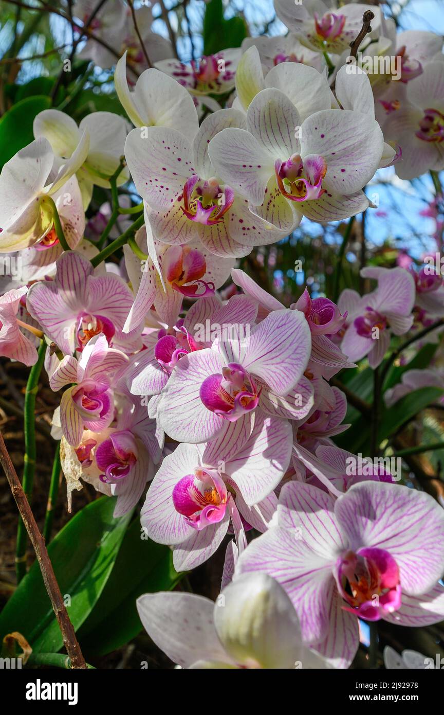 Orchidée (Phalaenopsis), Palm House, Orchid Show 2022, île Mainau, lac de Constance, Bade-Wurtemberg, Allemagne Banque D'Images